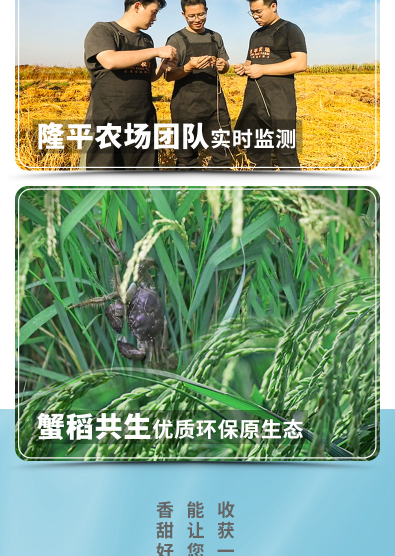 袁隆平 辽河基地大米 东北蟹田米 10斤 图4