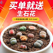 Fleshy plant creative cute dormitory small potted dormitory college students desktop beautiful planting balcony beautiful