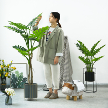 Roman mother simulation plant potted Xilin Taro bonsai large green plant indoor large plant ornaments