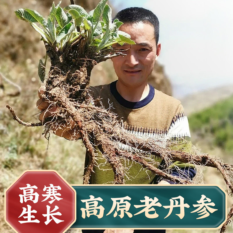 Gansu Zhongjiang Sage Root Chinese Herbal Medicine Wild 500g Special Grade Purple Sage Root Sheet Ultrafine Tea Water Red Sage Root Powder Tea