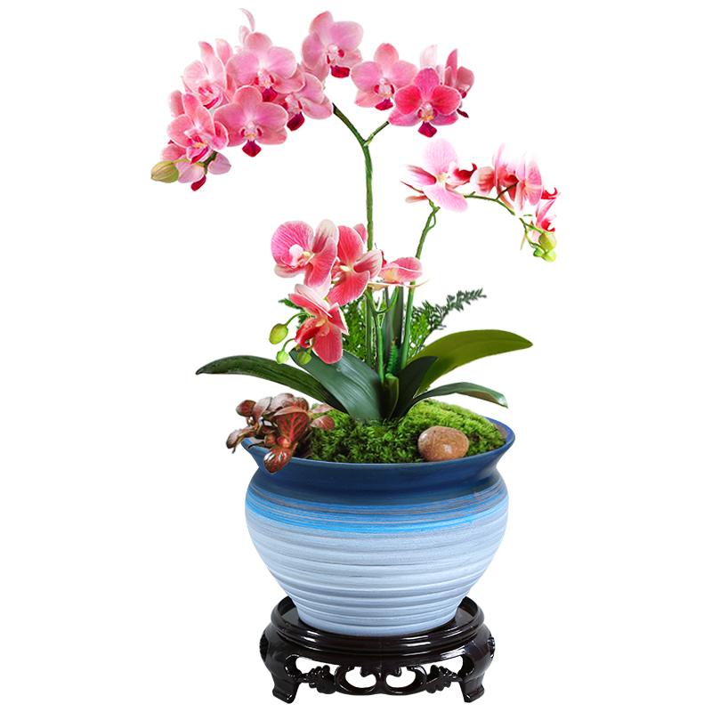 Old running the flowerpot more meat small creative move mage sexual special offer a clearance jingdezhen ceramic purple asparagus with tray