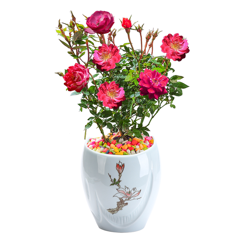 Rose, Rose, special ceramic celadon pot green plant glaze color move contracted Chinese breathable with tray
