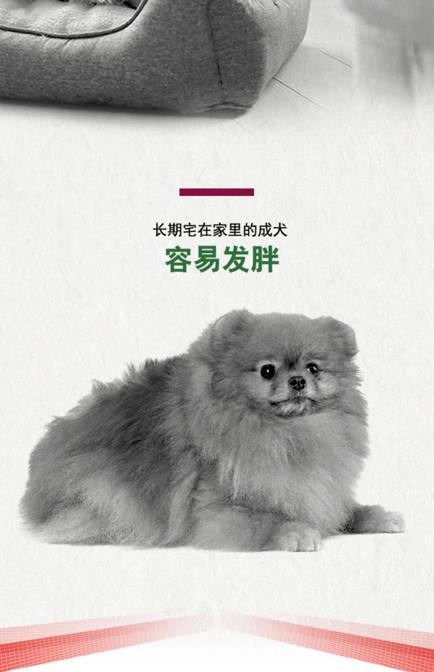 Thức ăn cho chó hoàng gia nhà chó trưởng thành chó nhỏ loại phổ quát PR21 / 1.5kg VIP hơn gấu Teddy lông xé - Chó Staples thức ăn cho thú cưng