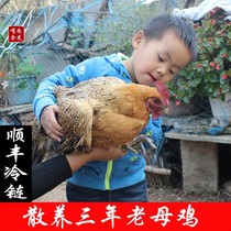 Old hen native chicken fresh whole chicken walking chicken killing grass chicken for three years authentic Chai chicken