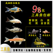 Green mallow alien fish crown leopard pepper rat scavenger rat fish tank algae removal fish cleaner blood drill L600