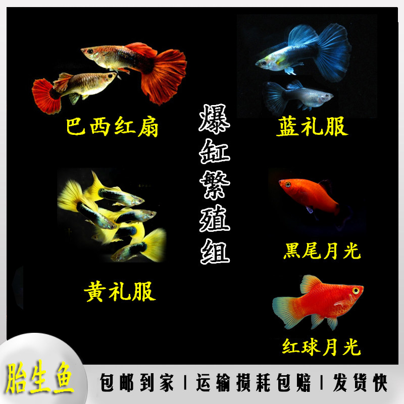 Watch peacock live fish phoenix tail lucky strike freshwater fish small viviparous fish live red blue zebra