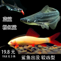 Silver shark white shark blue shark rainbow shark pink shark freshwater dolphin tropical fish ornamental fish tools live fish