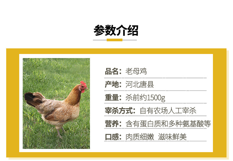 正宗农家散养老母鸡 2斤*2只 图2