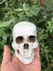 Маленький антикварный череп