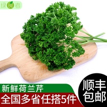 Fresh parsley 500g French coriander cilantro spice vegetables western hot pot plate decoration materials