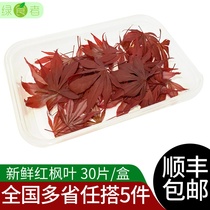 Fresh red maple leaf maple tree leaves Western food cold dish decoration plate decoration 30 pieces box 5 pieces