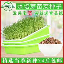 Bean Seedling Seed Sprouts seed bean sprouts water spinach wheat peanut hydroponics soilless cultivation vegetable seed