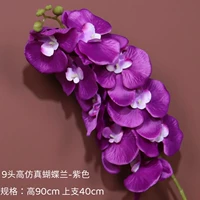9 высокого моделирования Phalaenopsis-Purple