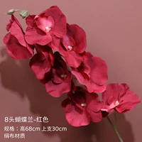 8 Обыкновенный Phalaenopsis-Red