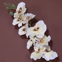 9-х головой сложенной фалаенопсис-хампань