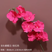 8 голов обычного фалаенопсис-розы красного цвета