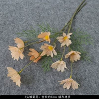 Шампанское 5 голов