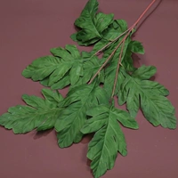 Светло-серый павлин сосна