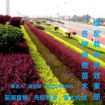 Four-season evergreen golden-leaf ligustrum large-leaf boxwood red-leaf heather red-flowered stepwood saplings courtyard hedge greening seedlings