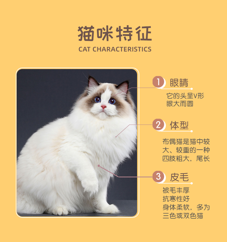 布偶猫 (2).png