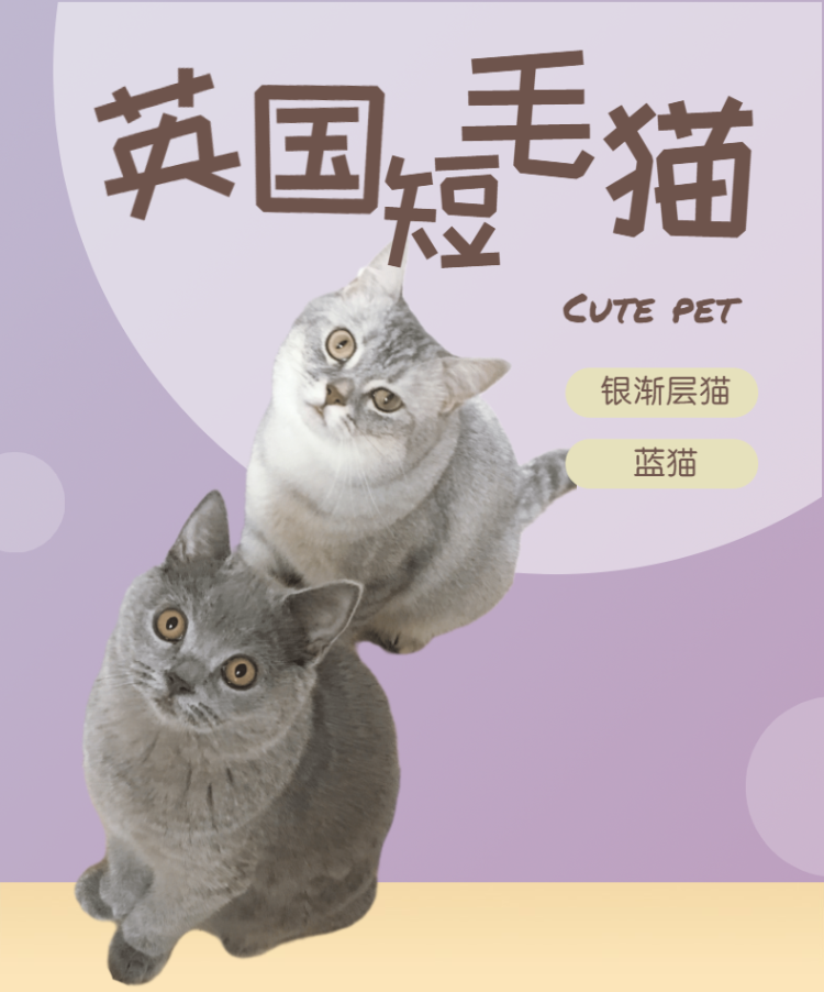 银渐层蓝猫 (1).png