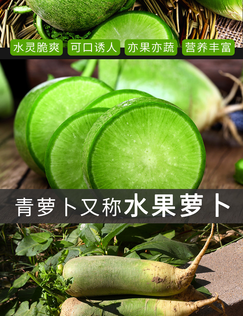 逗嘴鼠 潍坊潍县水果萝卜 净重4.5斤 图2
