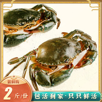 (two pounds) fresh blue crab paste crab full yellow blue crab butter crab paste oil crab package live meat crab seafood