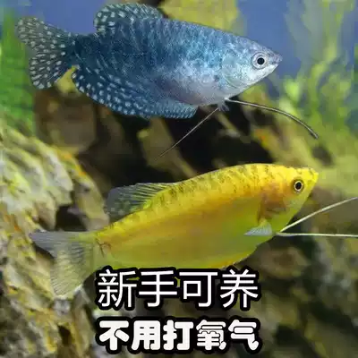 Fish that don't change the water are good for raising resistant live fish Novice Man Honglong Lazy fish Small practice live fish Lili doesn't oxygen