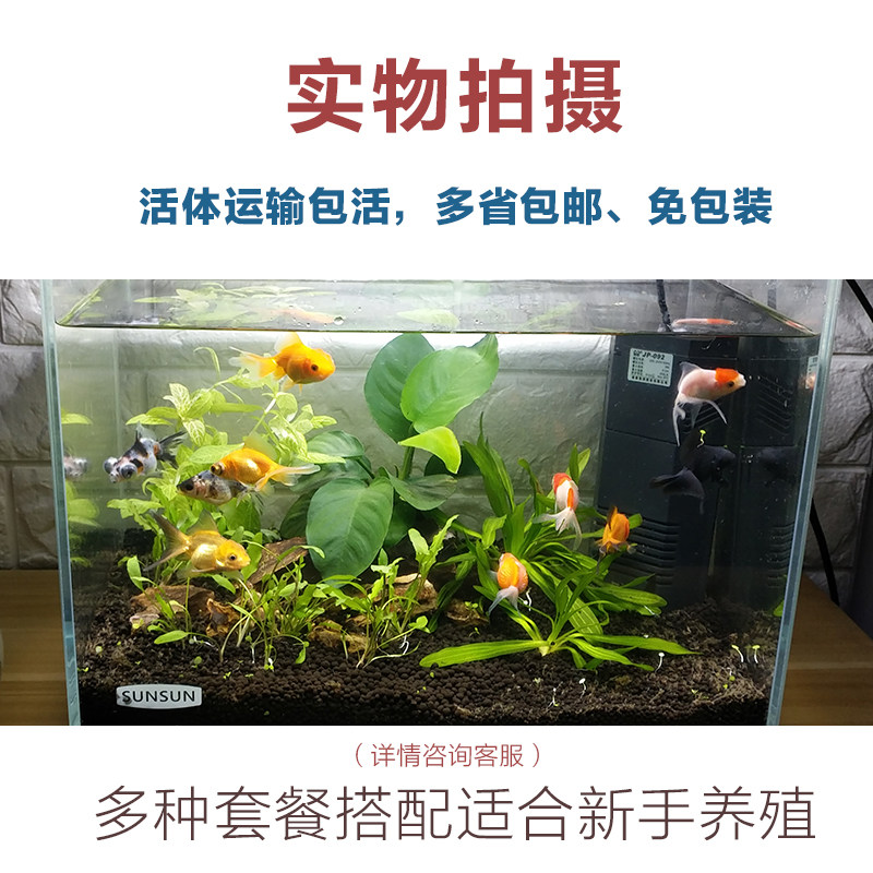 Aquarium ornamental fish black longan butterfly tail does not heat cold water freshwater fish live goldfish fry Lanshou goldfish live fish