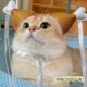 Код курицы