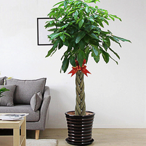 Fortune tree Big Tree Plant potted high-end bonsai home green plant family move new home gift living room