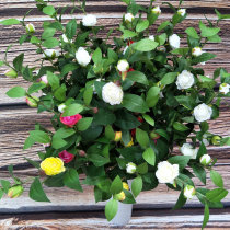 New camellia simulation bouquet wedding props home decoration fake flowers holding flowers shooting props