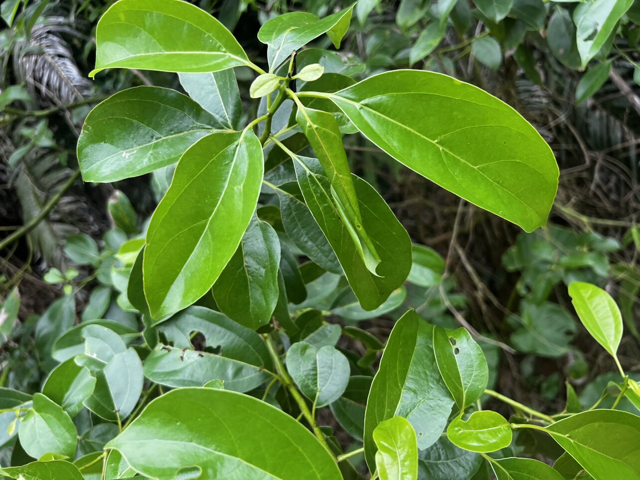 纯野百草堂