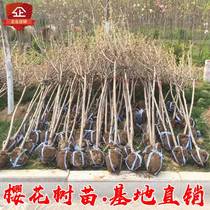 Japanese cherry blossom Miao cherry blossom tree Miao Dyeing Well Yoshino Flower Rich and fragrant potted small fry Courtyard for planting large scenery trees