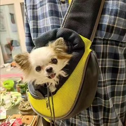 Pet Dog Dog Backpack Outgoing Portable Teddy Bomei York Summer Small Body Special Mesh Breathable Cat Bag Crossbody Bag