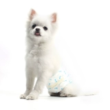 Dono Pet Dog Dog Dog Debine Преданная собака Специальная собака Dog Wet Dog v Оценка Физиологические штаны