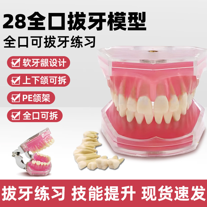 牙科口腔教学可拔牙练习模型仿真全口可拆卸树脂牙齿根管牙可活动