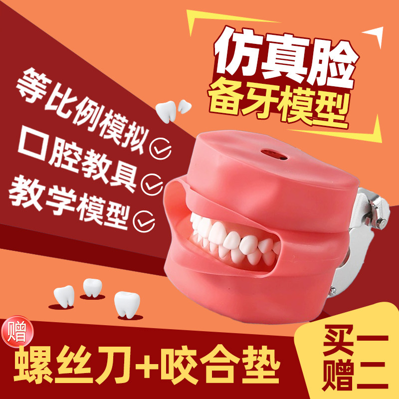 仿真脸备牙模型口腔教学练习模具牙齿牙科牙齿材料牙模学生训练