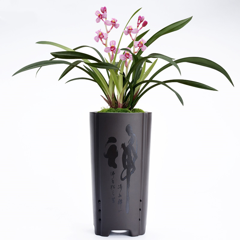 Indoor green plant desktop potted clivia bracketplant basin ceramic high special orchid large breathable purple sand flowerpot