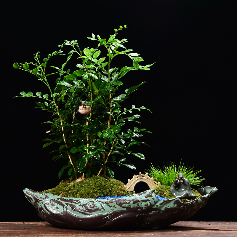 Large caliber meat platter flowerpot more ceramic creative desktop calamus green plant indoor asparagus potted landscape bonsai POTS