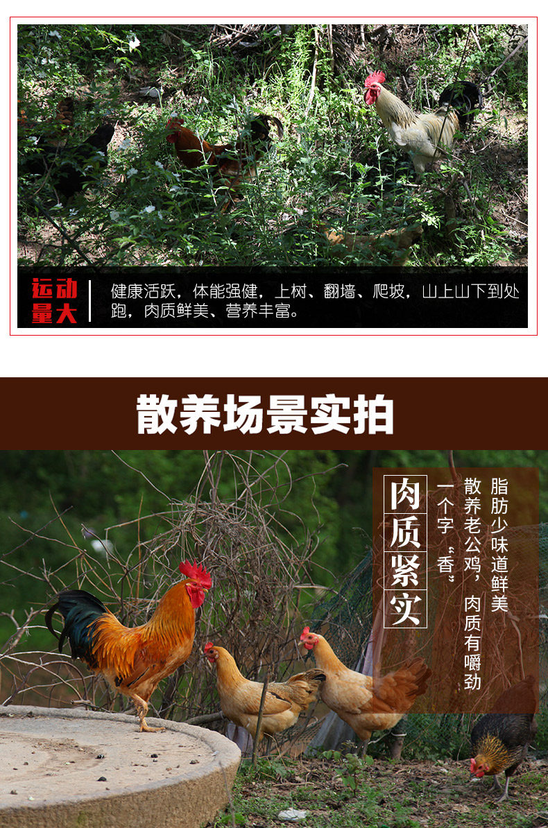 农家散养大公鸡 净重3斤以上 图2