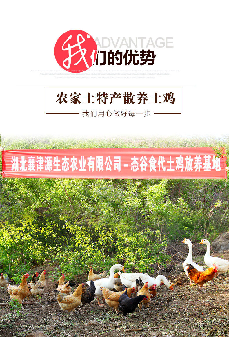 农家散养大公鸡 净重3斤以上 图1