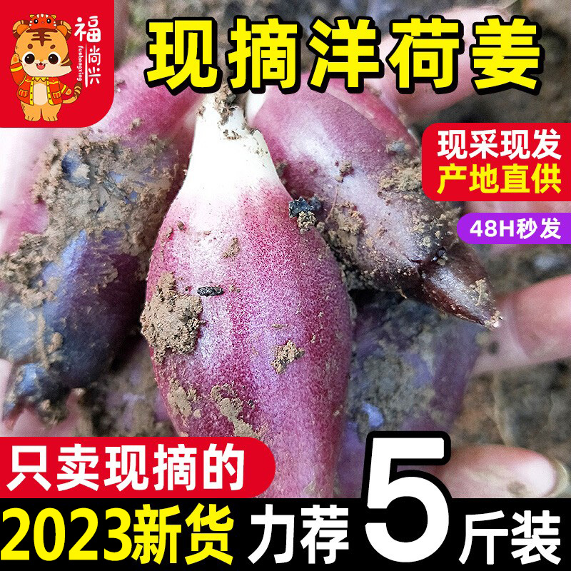(Directly sent from the origin) Pick fresh Yanghe ginger in the season Wild Yanghe ginger Yanghe Yanghe ginger is recommended 5 catties