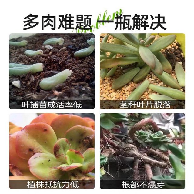 Zhigeng Youbudsu Succulent ຈຸດ​ປະ​ສົງ​ພິ​ເສດ​ສະ​ຫນັບ​ສະ​ຫນູນ​ຫົວ​ຂ້າງ​ຈໍາ​ນວນ​ຫຼາຍ Cytokinin ສົ່ງ​ເສີມ​ການ​ຕາ​, ການ​ຂະ​ຫຍາຍ​ຕົວ​, ການ​ແຕກ​ງອກ​, ສີ​ແລະ​ດອກ​ໄມ້​ລະ​ເບີດ