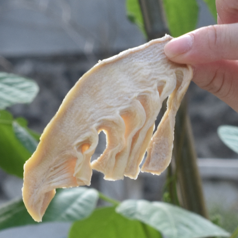 Bamboo Shoots Dry 500g Dry stock farmhouse Homemade Shoots Bulk Wild Tender Winter Shoots Jade Lanslice Teal stage Yellow Mountain Trip