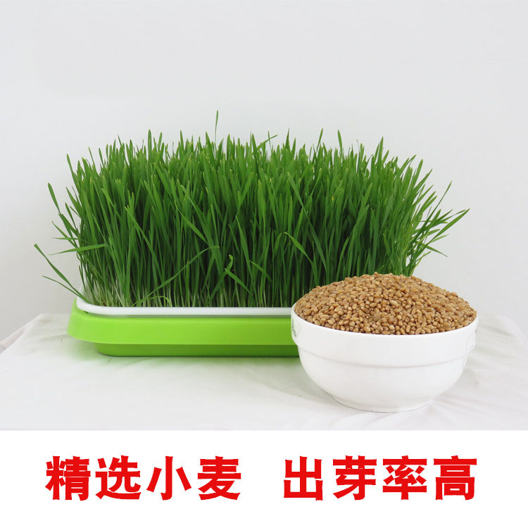 Wheat Grass Seed New Wheat Grain Made Maltose Wheat Seedling Juicing Cat Grass Seed Nursery Pan Wheat