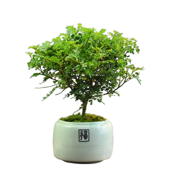 Fragrant pepperwood evergreen desktop