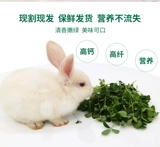 Pet Rabbits Fresh Herdsa, Kaponine, голландская свинья Fresh Sprum 2 фунта