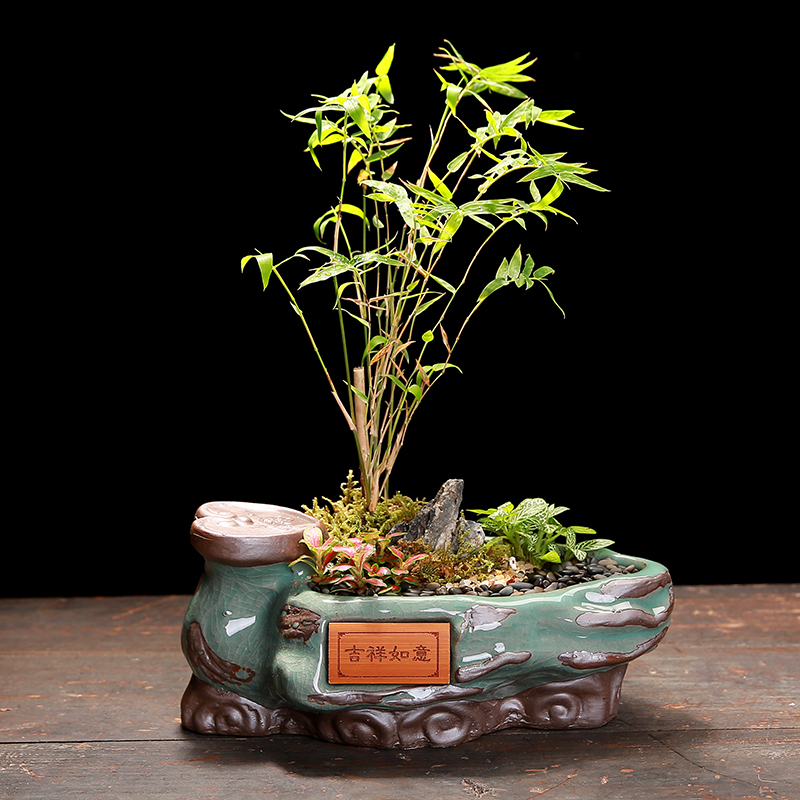 The Elder brother up with ceramic creative special offer a clearance indoor desktop restoring ancient ways, green potted meat more calamus asparagus bonsai POTS