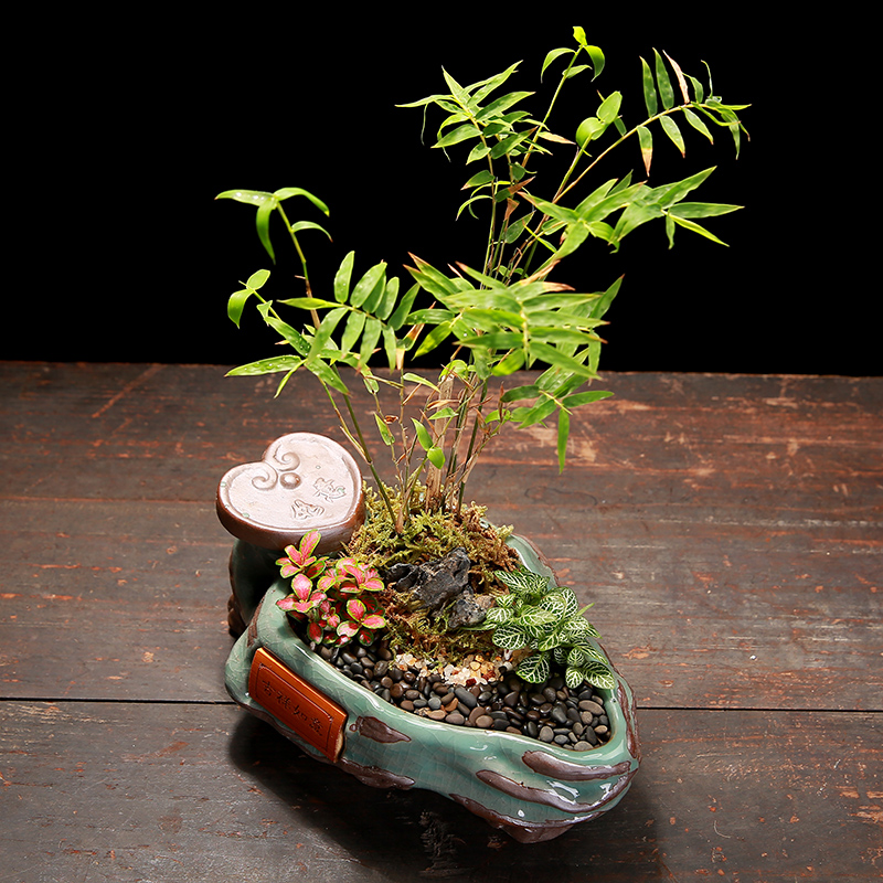 The Elder brother up with ceramic creative special offer a clearance indoor desktop restoring ancient ways, green potted meat more calamus asparagus bonsai POTS